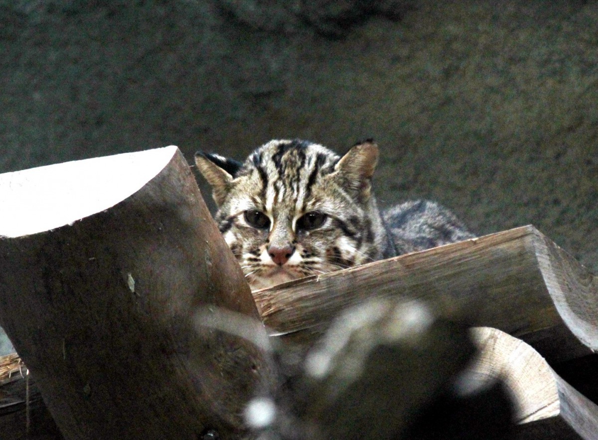 「集寶」的個性顯得神秘又機警。台北市立動物園/提供