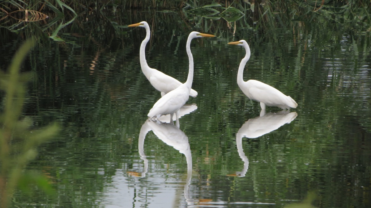 「新北市濕地珍水志工攝影展－濕樂園」季軍-大白鷺。吳麗雲/攝