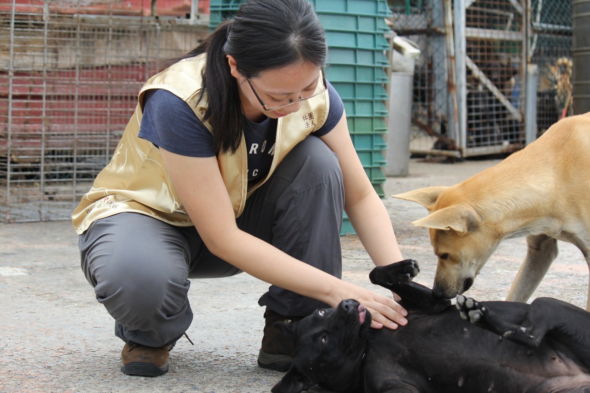 見到來訪的志工,狗狗們開心地與志工互動,並露出肚子撒嬌,模樣十分可愛。陳宇/翻攝