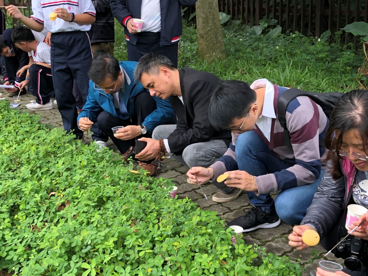 將螢火蟲幼蟲放至棲地植物上。新北市農業局/提供