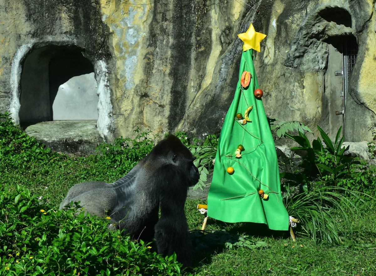 金剛猩猩「寶寶」很認真的欣賞牠專屬的聖誕樹。台北市立動物園/提供