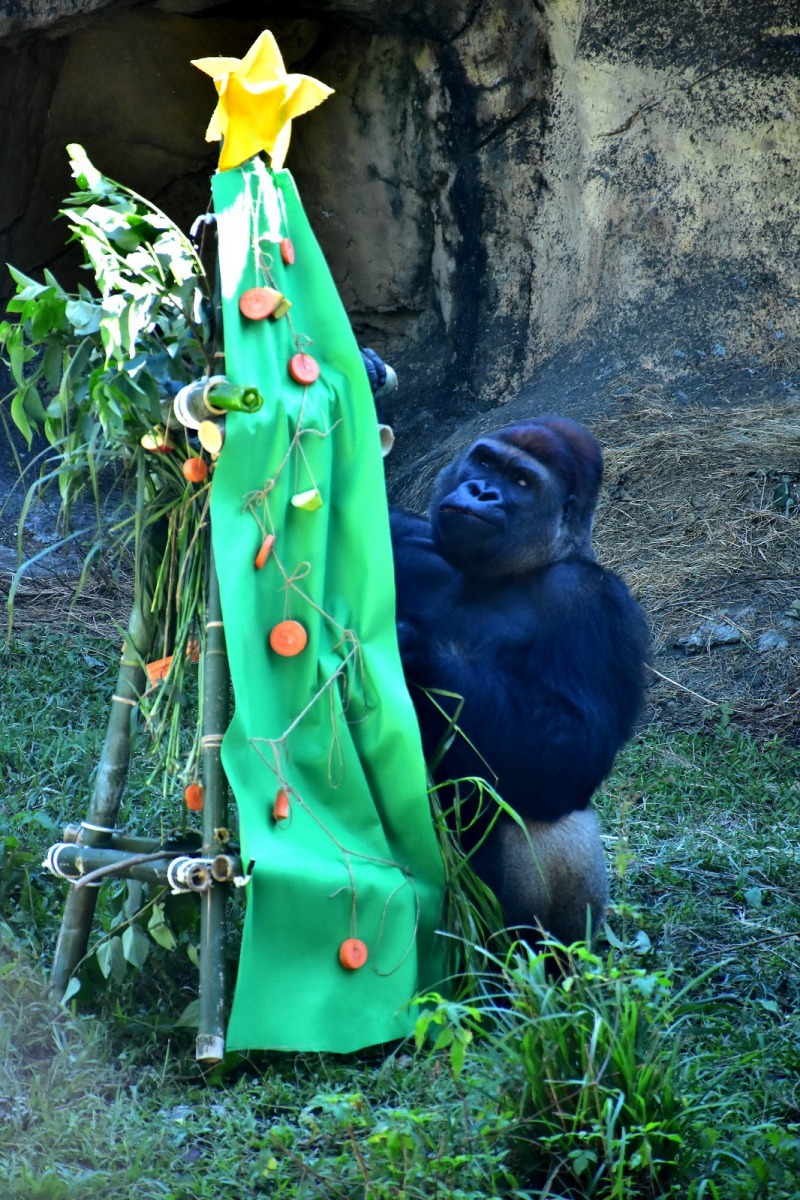 金剛猩猩「迪亞哥」非常喜歡保育員送給牠的聖誕樹。台北市立動物園/提供