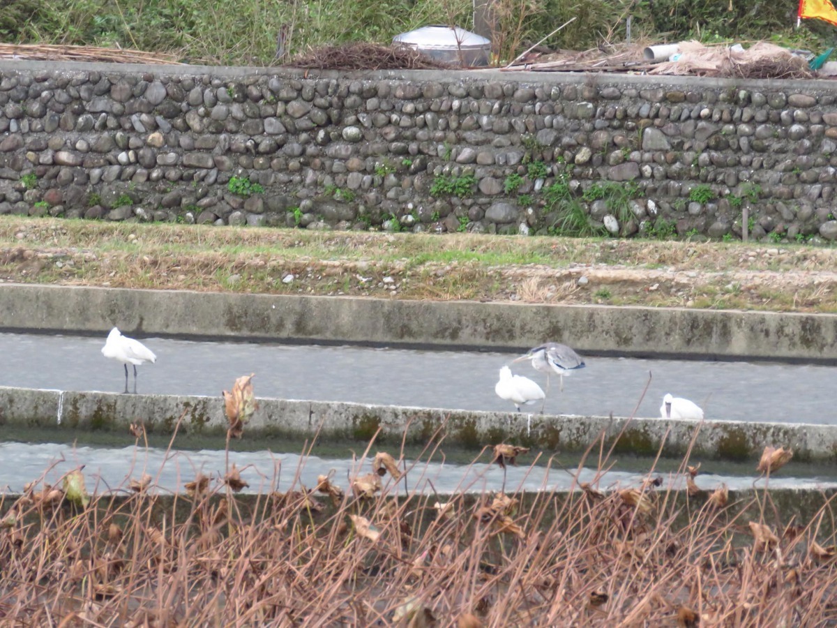 春季走春賞鳥遵守賞鳥守則 社團法人中華民國保護動物協會