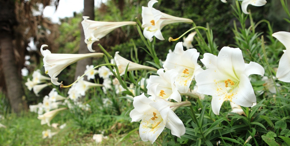 金山台灣百合。新北市農業局/提供