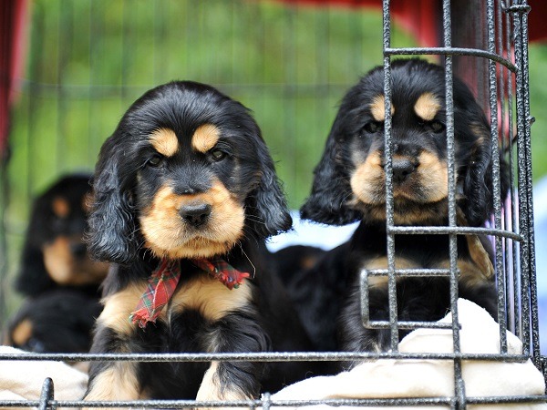 台北市法務局及台北市動保處日前針對北市寵物業與市售寵物食品進行稽查。台灣動物新聞網資料照片 取自sfexaminer.com