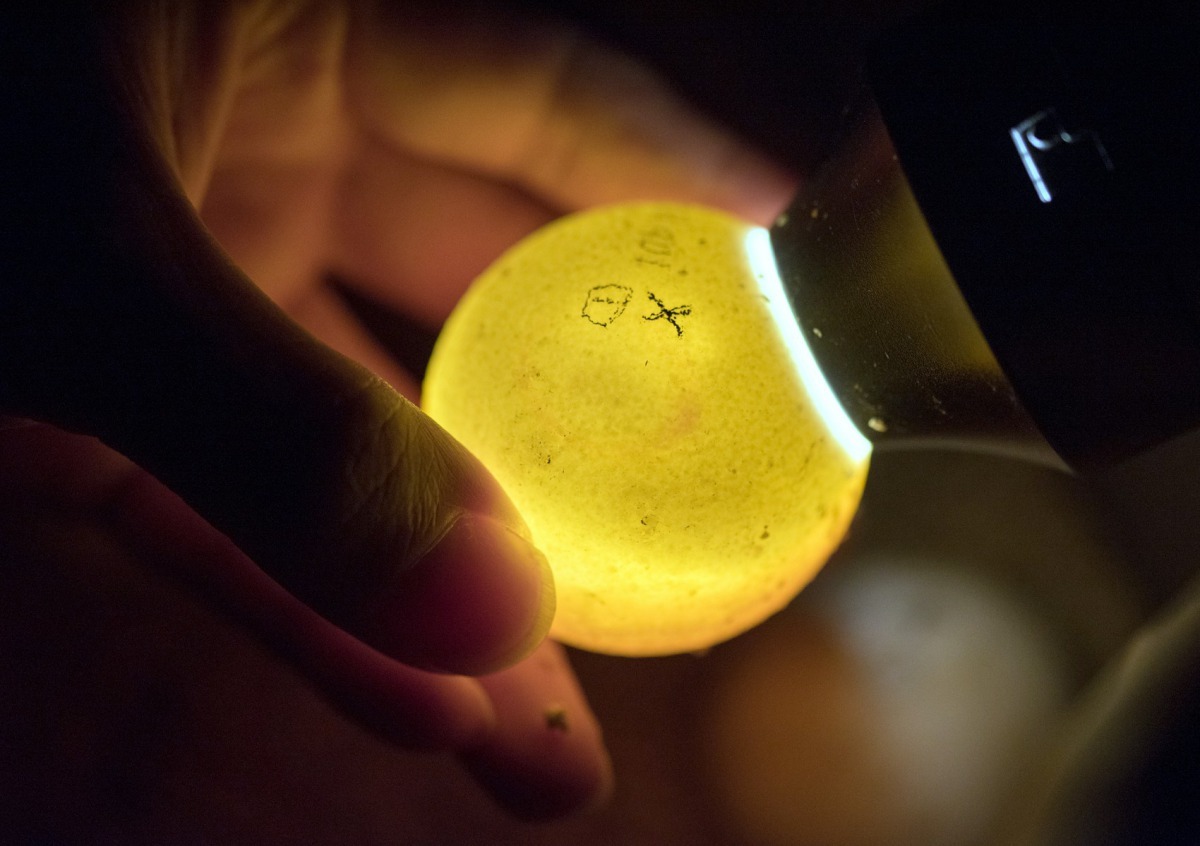 經過照蛋檢視，多數都呈現胚胎正發育的樣貌。台北市立動物園/提供