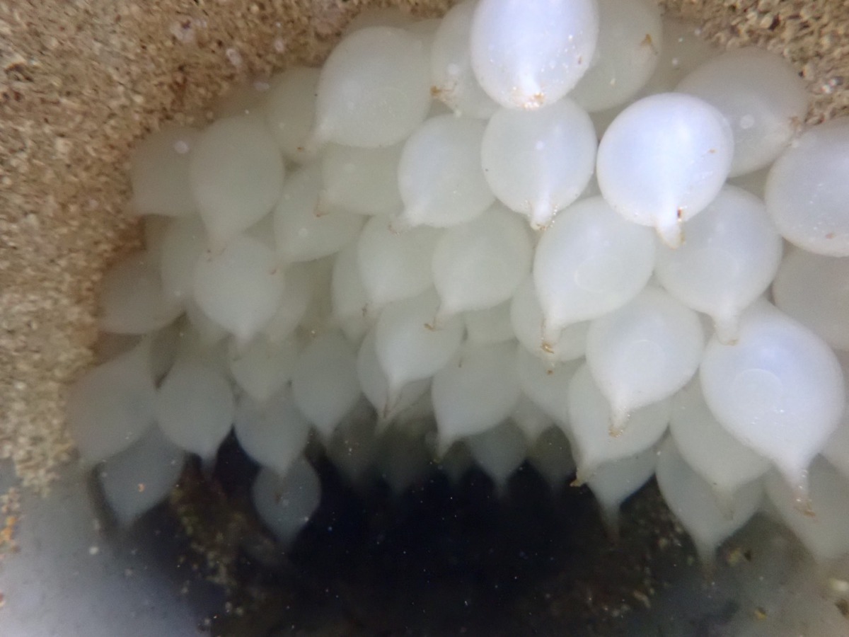 晶瑩剔透的花枝卵,每一顆都住著一隻花枝寶寶等待孵化。海洋大學徐德華研究室/提供