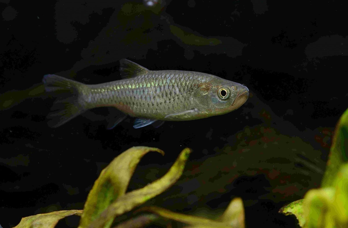 菊池氏細鯽(Aphyocypris kikuchii)為台灣特有種,現為國家瀕危(NEN)淡水魚類。林青峰/提供。