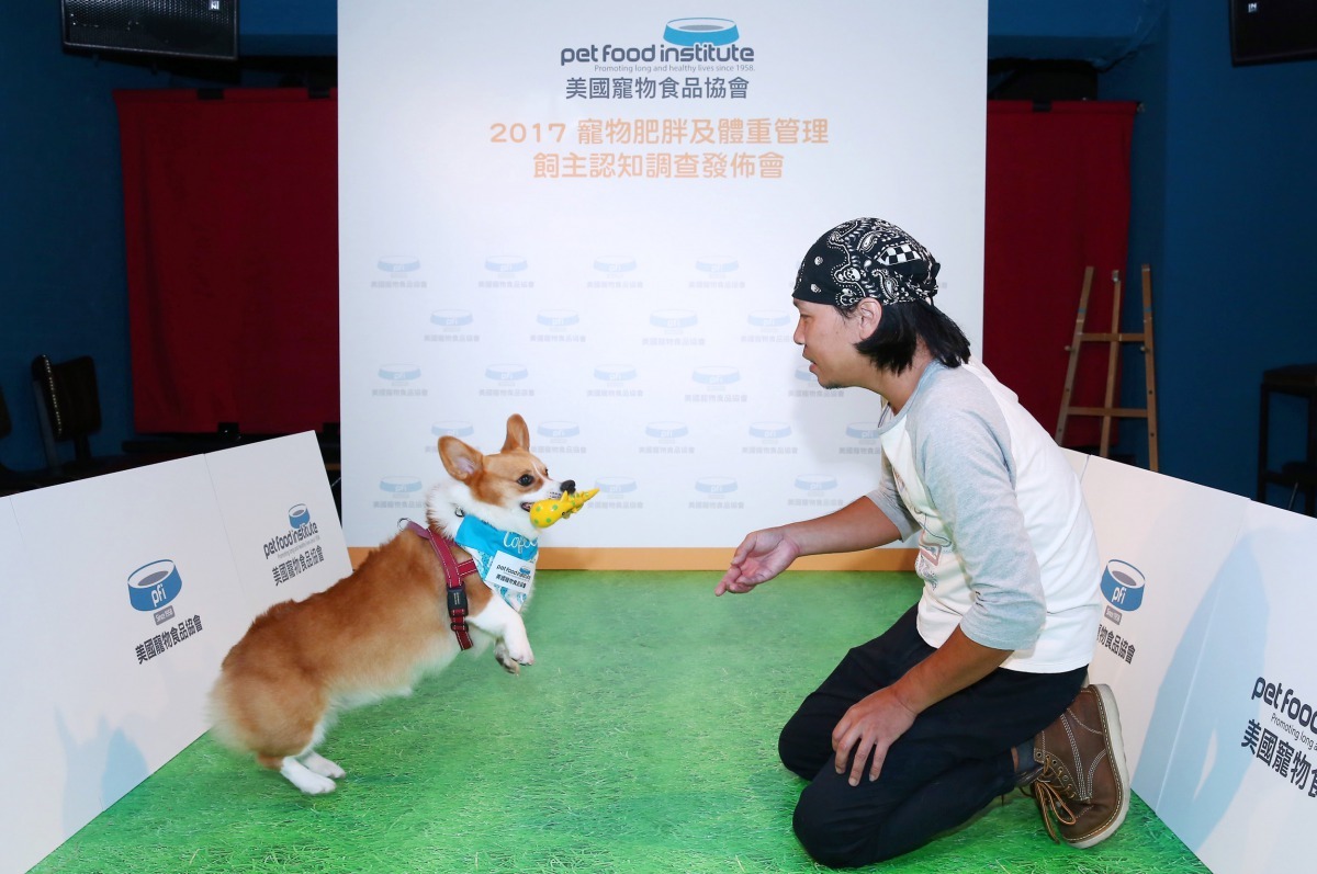 柯基犬示範透過玩玩具，不但可以輕鬆幫寵物維持活動量，也可增進與飼主的感情。劉凱/攝
