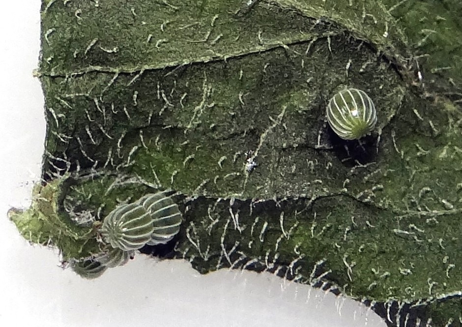 枯葉蝶的卵外觀看起來像西瓜。台北市立動物園/提供