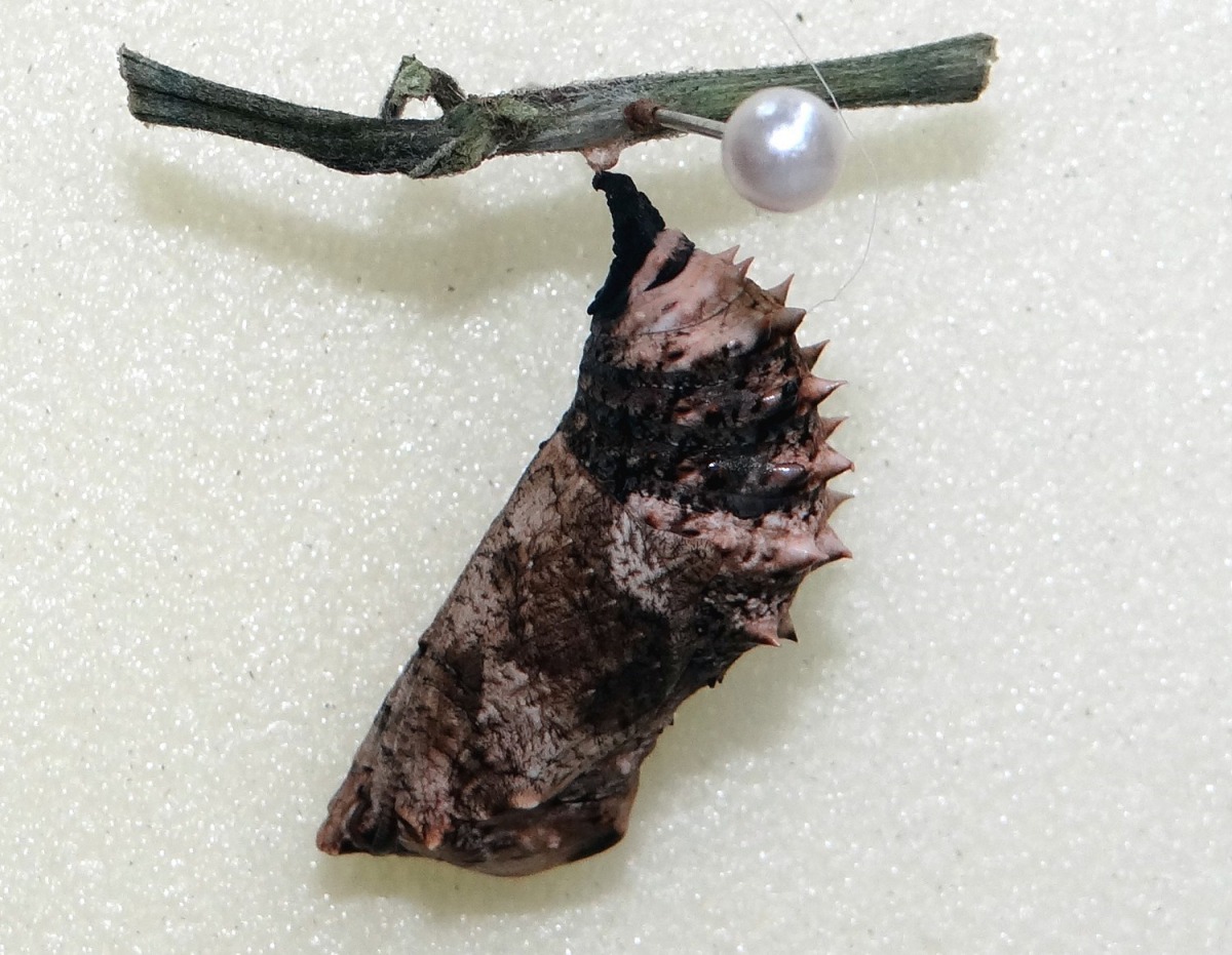 枯葉蝶的蛹。台北市立動物園/提供