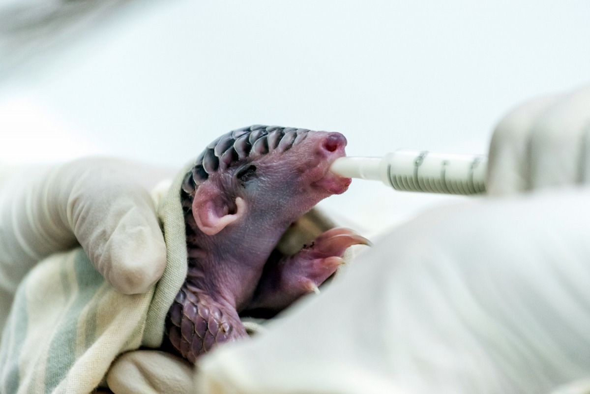 拉拔「芎梧」長大的代理媽媽,技巧上可說是駕輕就熟。台北市立動物園/提供