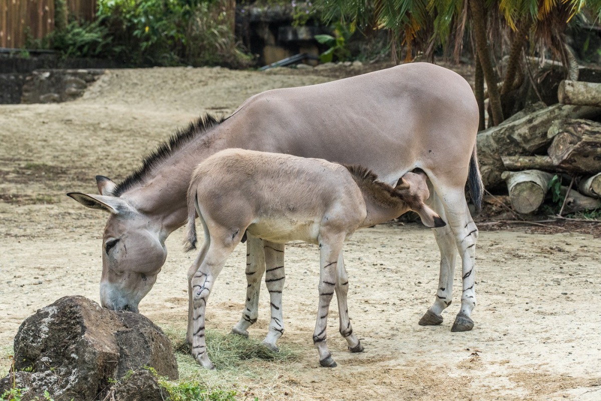保育員也開始嘗試讓「Lancelot」與媽媽「Daila」到戶外活動場熟悉環境，「Lancelot」現在還是會跟媽媽撒嬌喝奶。台北市立動物園/提供