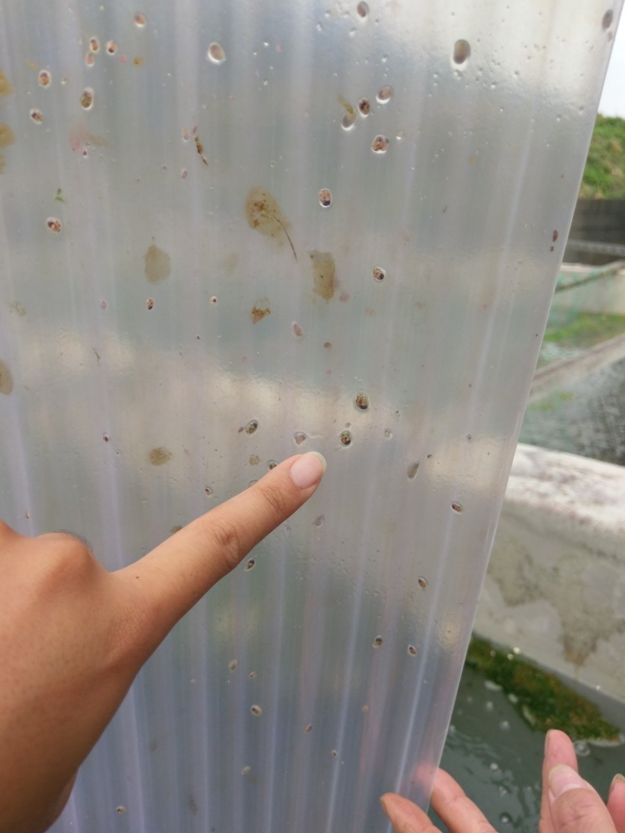 浪板上的九孔寶寶努力攝食快快長大。新北市政府/提供