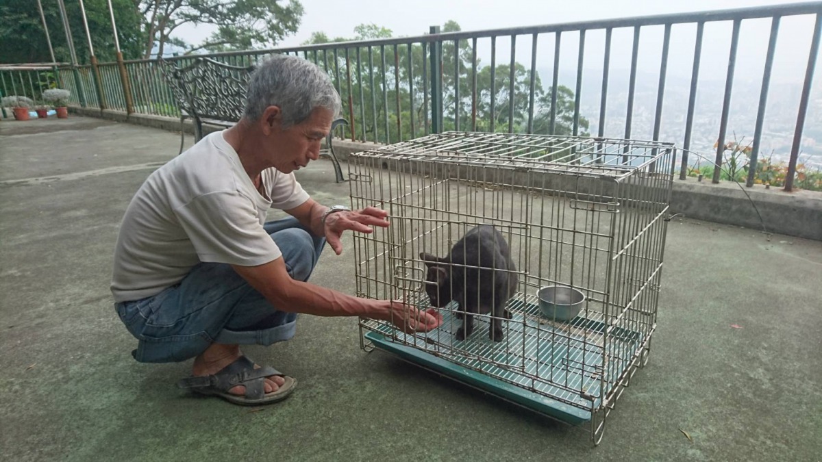 浪貓成為子小坪頂登山步道的一個特色景觀