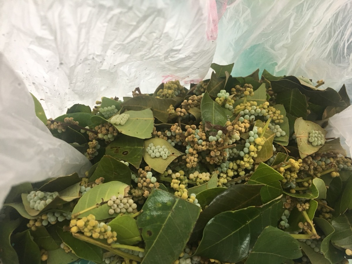 荔枝椿象卵。台中市政府農業局/提供