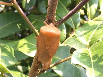 荔枝椿象成蟲。台灣動物新聞網資料照片 台中市農業局/提供