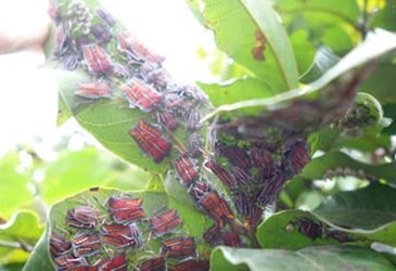 荔枝椿象幼蟲。台灣動物新聞網資料照片 台中市農業局/提供