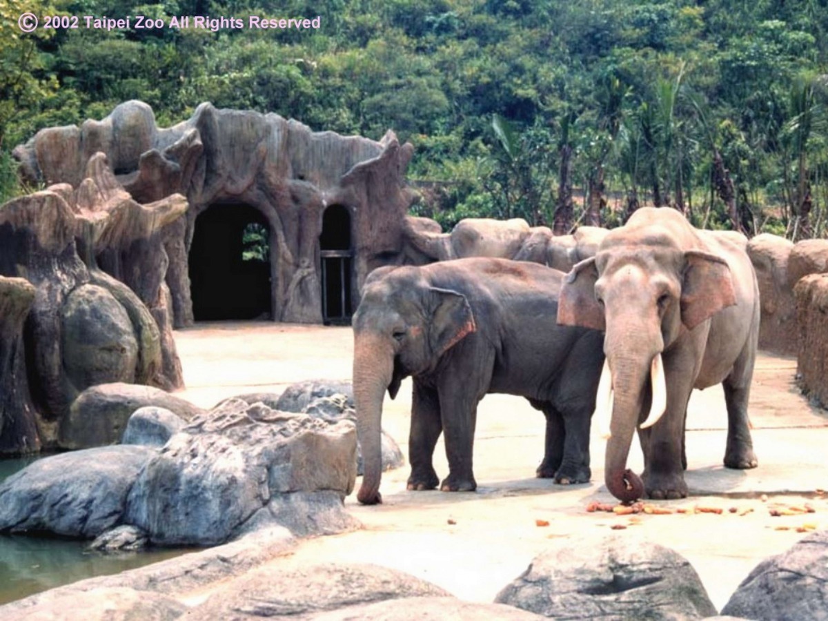 林旺和馬蘭入住木柵新居。台北市立動物園/提供