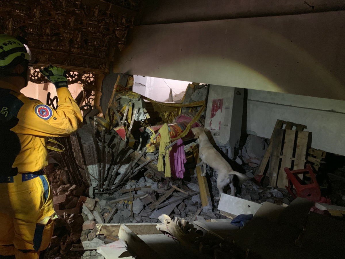 領犬員帶領搜救犬以921地震園區及集集武昌宮等2處真實地震受創建築物進行訓練。台中市政府/提供