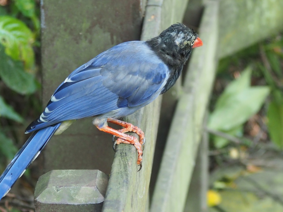 台灣有著豐富的鳥類資源，圖為台灣藍鵲。取自:Pixabay