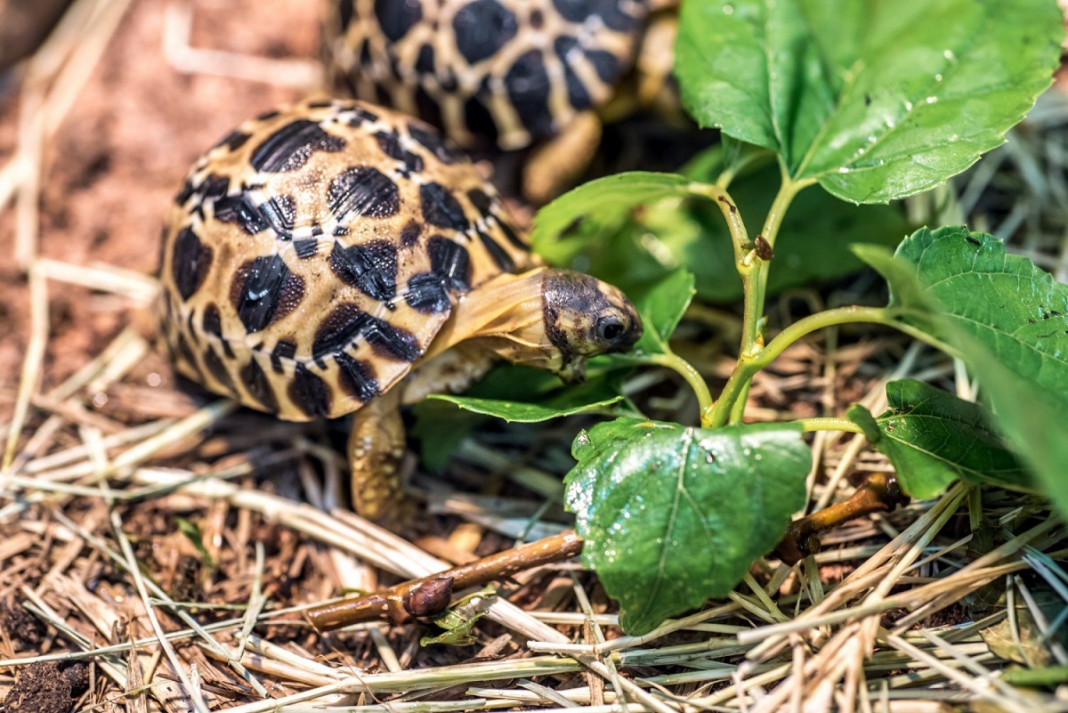 陸龜是由孵化時的溫度來決定性別。台北市動物園/提供