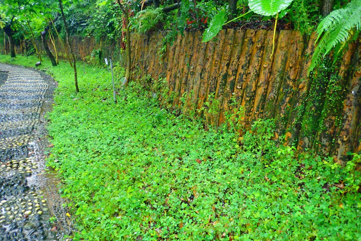 陸生螢火蟲棲地營造。新北市農業局/提供