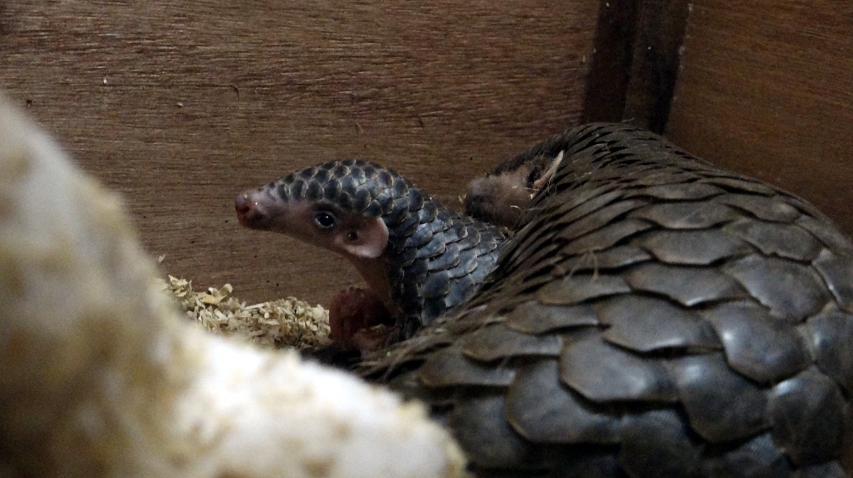 媽媽「穿莓」和寶寶「莓果」。台北市立動物園/提供