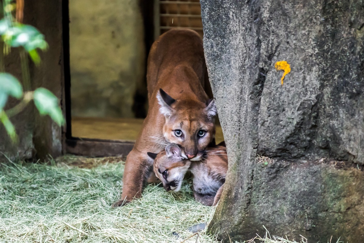 媽媽「喵喵」個性十分嚴謹，一有風吹草動就會馬上將幼仔叨回巢箱內。台北市立動物園/提供