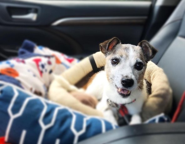 年邁的Peanut因罹嚴重腎衰竭已剩不到幾個星期的生命。幸運地，Peanut遇到了願意收養牠的Jennifer Burke。來源:The Dodo