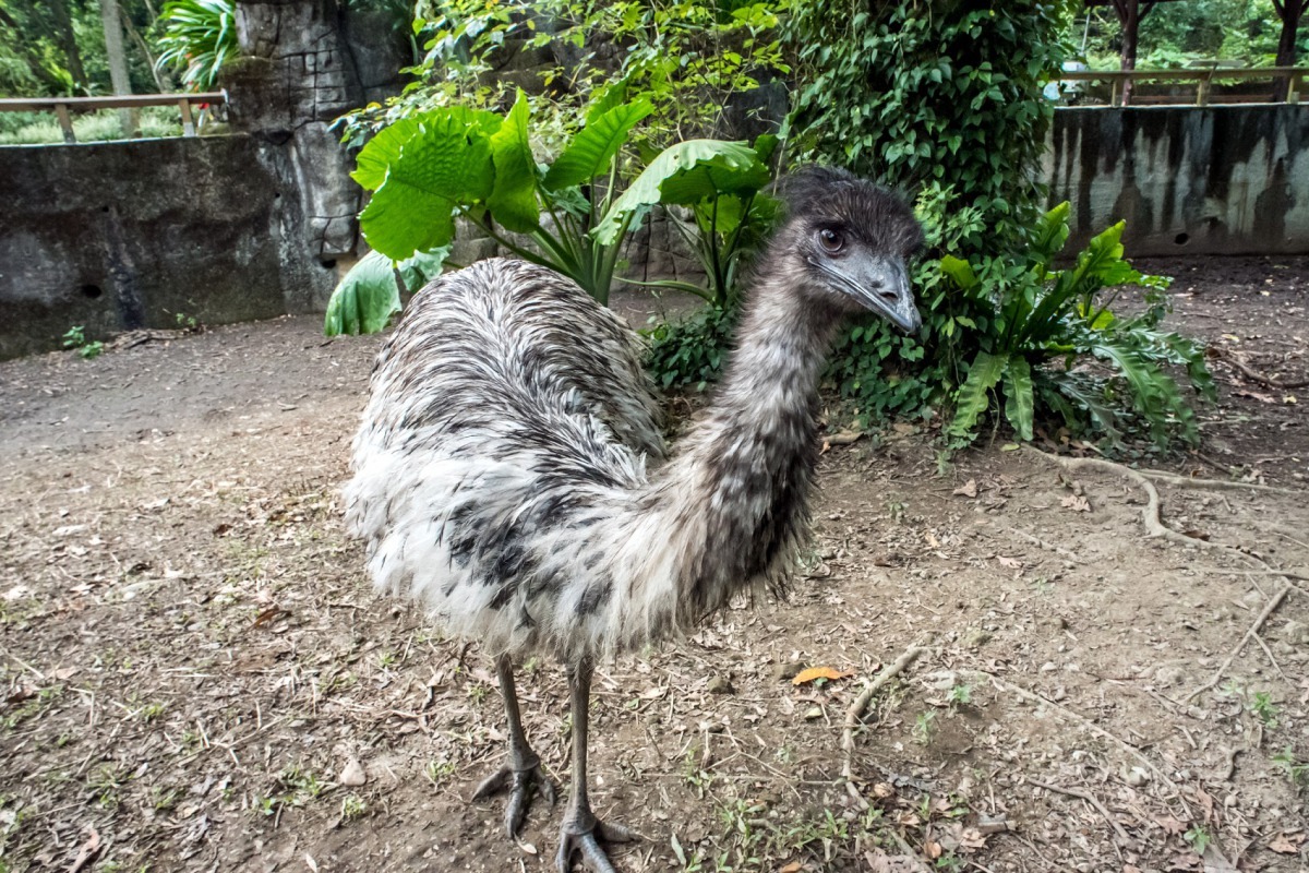 每年正冷的時節，恰巧是鴯鶓的產蛋高峰期。台北市立動物園/提供