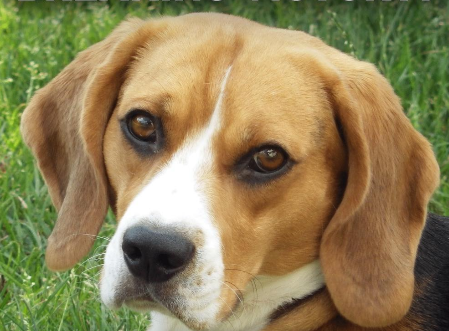 日本政府近日宣布了將從此廢除測試農藥毒性的動物實驗，此政策將可讓每年上百萬的米格魯免於一死的命運。來源:Live Kindly