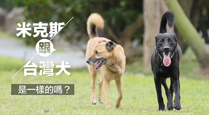 米克斯？台灣犬？傻傻分不清！哈寵誌/提供