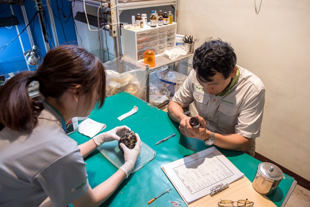 緬甸星龜看診中。台北市立動物園/提供