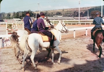 民國65-66年-約旦國王所贈之阿拉伯白馬進行訓練-當時后里馬場獲贈六匹-共一公五母-屬於熱血馬種。台中市政府觀光旅遊局/提供