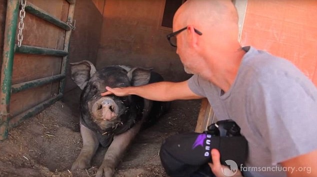 小時候魔比曾救援過路邊的幼貓，把牠從鬼門關救回來。魔比從此學會關懷其他，也是生命的動物。 來源:The Daily Mail