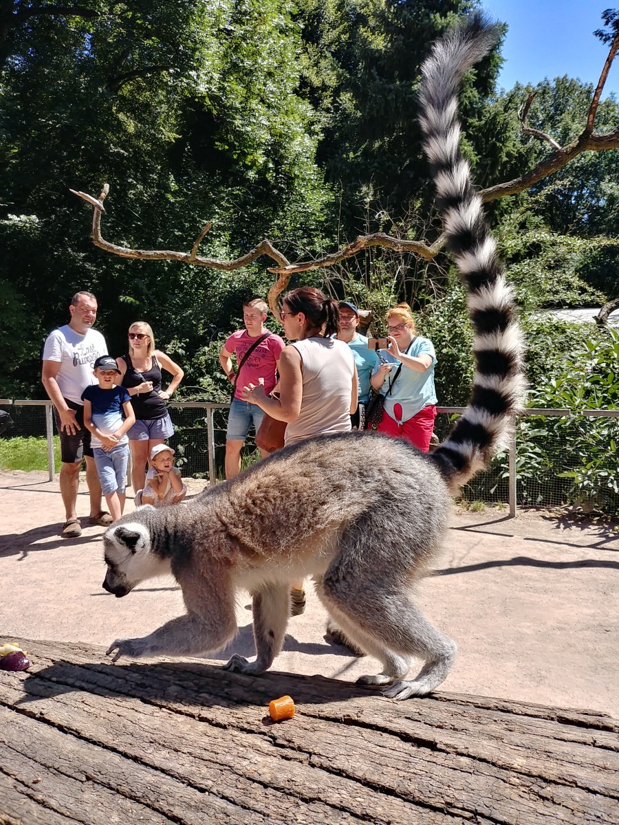  在館方專業人員的協助下可以親餵動物和與動物互動 。李育璇/提供