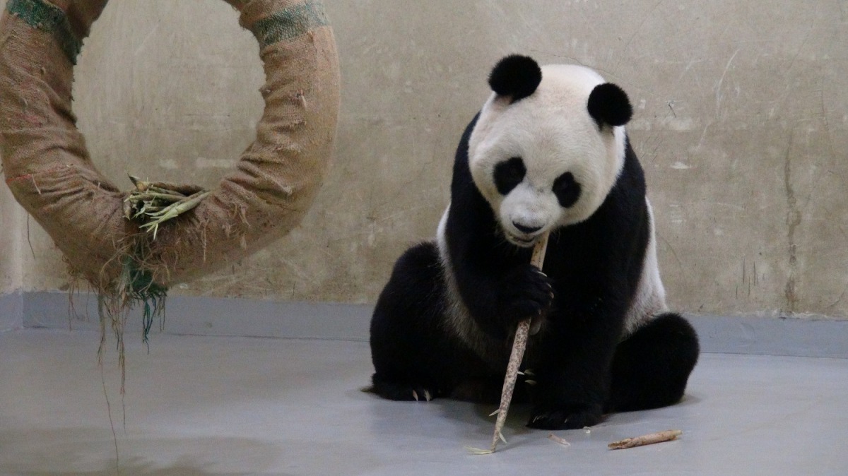 圓圓日前傳出懷孕的消息，最後仍是空歡喜一場。台北市立動物園/提供