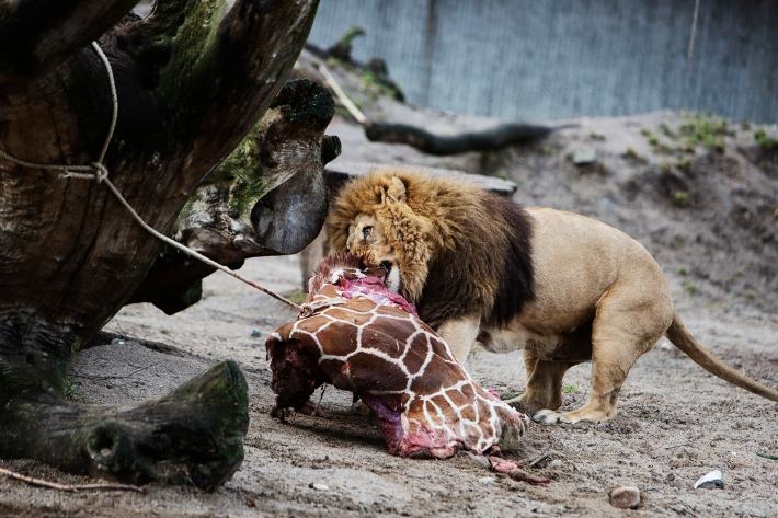 哥本哈根動物園在2014年時，以”避免近親繁殖”的藉口，將一隻沒有生病，正值青年的長頸鹿安樂死，然後將牠的屍體餵食給動物園的獅子，受到社會撻伐。  來源: National Geographic
