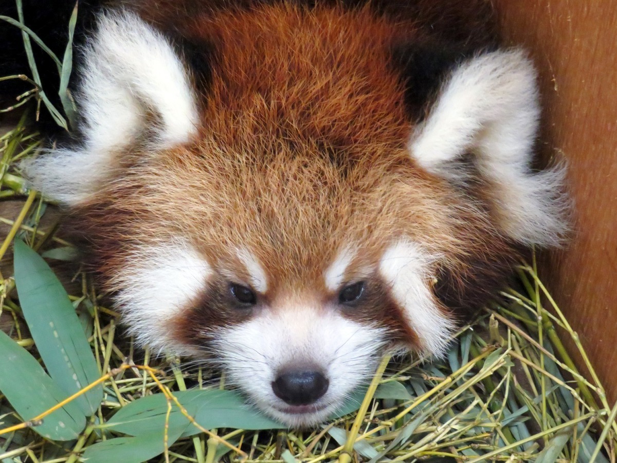 你們分的出來我是男生還是女生嗎？（雙胞胎的男生）台北市立動物園/提供