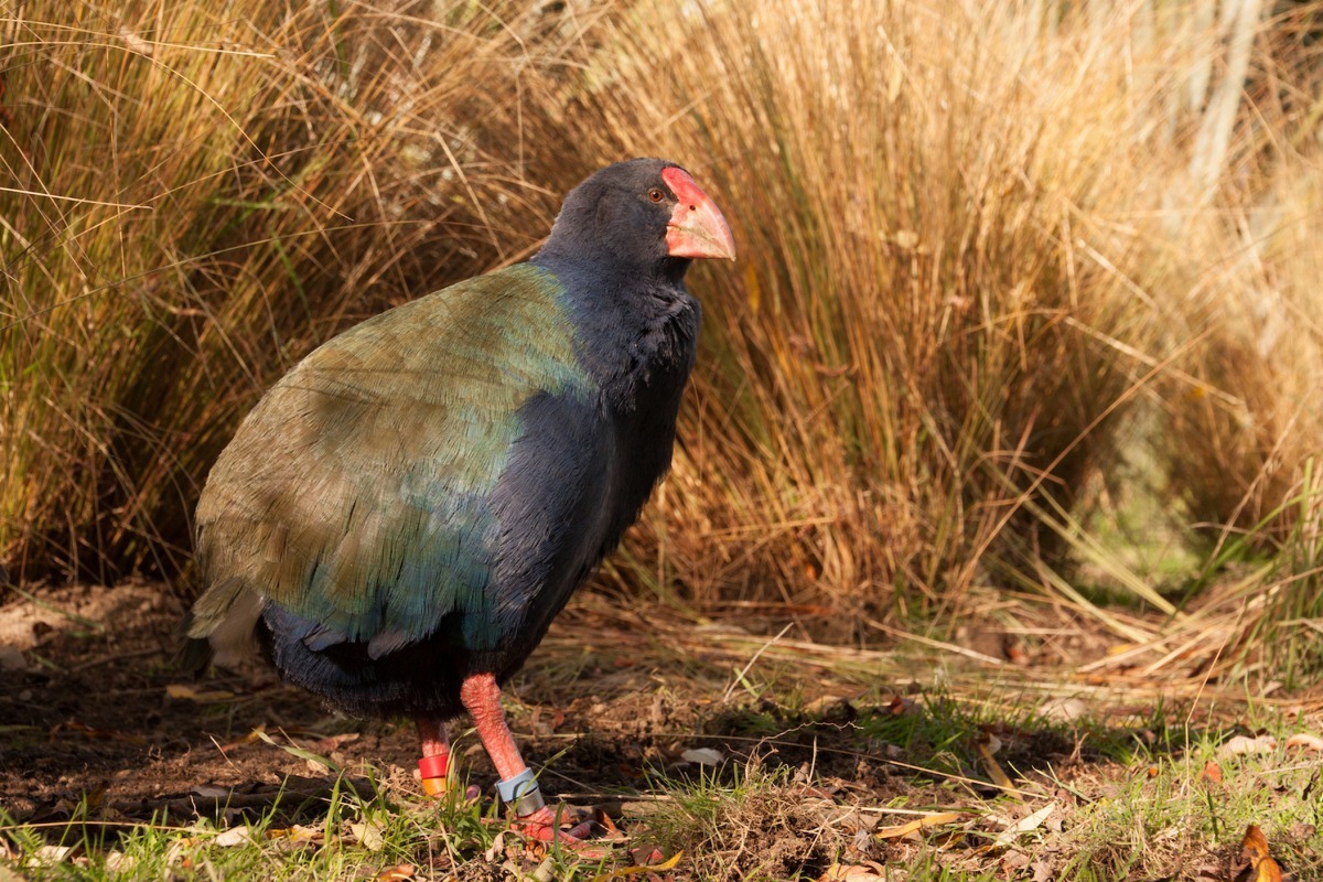 紐西蘭特有鳥南秧雞(Takahē)。廠商/提供