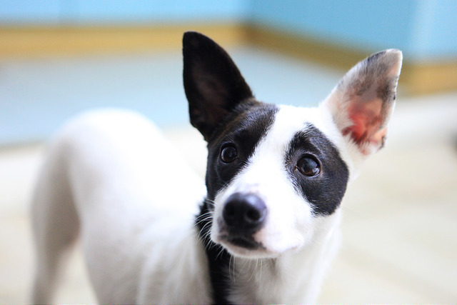 筆者領養的米克斯犬「努豆」。楊方/提供