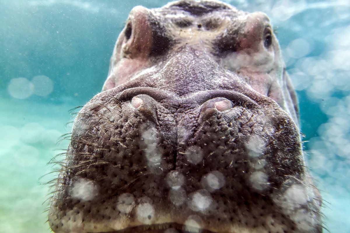 你可以再靠近一點!台北市立動物園/提供