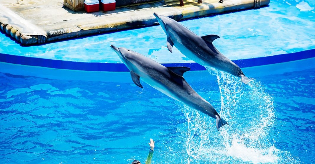 香港海洋公園海洋劇場中的「海洋奇遇」海豚表演未來將會取消。   取自香港海洋公園