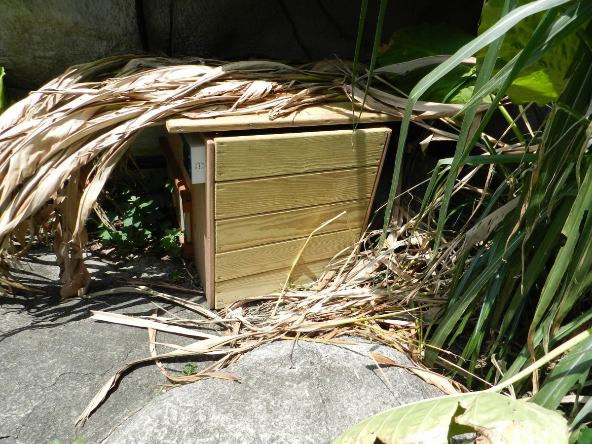 歐亞水獺「小金」和「金莎」喜歡待在巢箱裡面睡午覺。台北市立動物園/提供