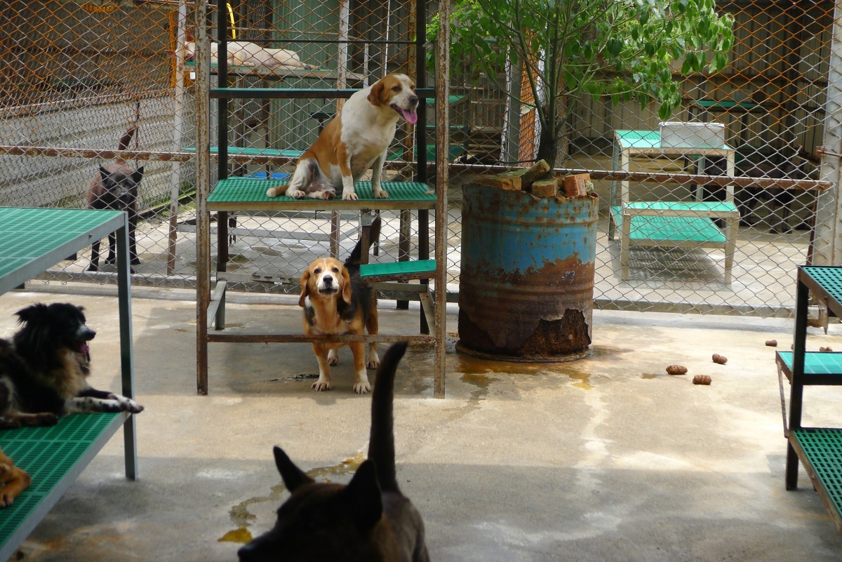 保育場裡的流浪狗,都已絕育並等待領養。APA/提供