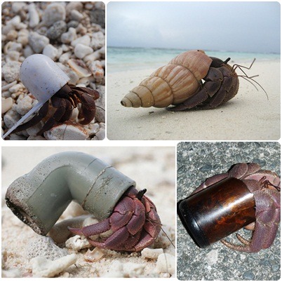 寄居蟹找不到殼可以換的時候，只好棲身各式垃圾之中。　取自網路