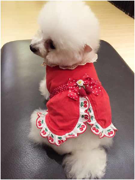 冬季時許多飼主會為毛寶貝穿衣禦寒。台灣動物新聞網資料照片 梁憶萍/提供