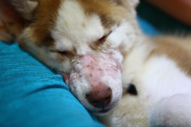 Patriot被救援時才四個月大。被發現時Patriot的嘴被一圈圈的鐵線緊緊地纏繞著,造成嚴重的撕裂傷。取自: The Dodo