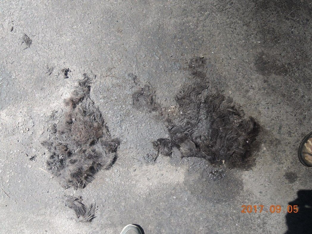狗兒被燒死,毛皮殘留在地上的痕跡。基隆動保處/提供